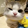 iphattsnn