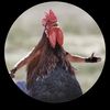 ultimatechickenlord