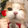 _sifa_laura