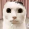 udjjddjdj