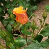 stephane2419