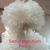 samalanga.aceh.fa