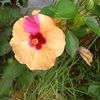 marie.ile5