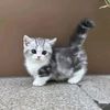 meaw07214