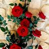 farismohamed826