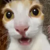 zhiraaaa.0