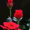 juma.com6