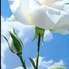 user7203342981409