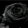 rasdhc__24548