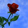 mahmood.mahmod02