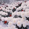 07717275444haider