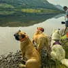 two_boerboels_and_a_samoyed