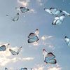 butterfly.7y