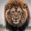 hussien6138