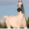 colonelfaiz