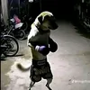 davi.desenhos2
