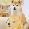 hehedoge23