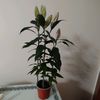 karadenizz_0552
