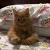 nyosmesbd