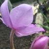 rusmiaty564