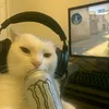 djchino8888