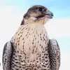 aboabdullah_077