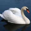 swan.channel.29