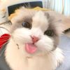 sall___mii03
