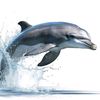 Dolphin Planet