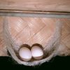 buma_78