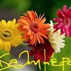 dimitra.dimara68