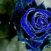 rosa.blu76