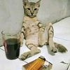 cat_boombastic