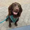 kenny_sprocker_spaniel