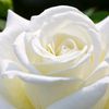 mary.mary8718
