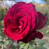 a_31359d