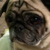 pugloversuperhero