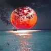shazadakam4102