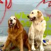 moe.mick.dogs.orl