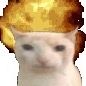 comadreja_660
