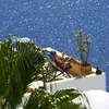 444_khachidze_888