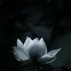 kieuthuy796