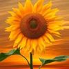 sun.flowers634
