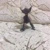 pugsenpaii