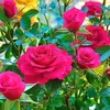 user6911971453077