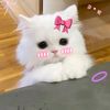 anoshy59
