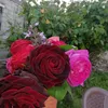 user3808202382303