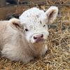 Wildhaven Cattle Company