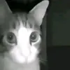 bolachamole_