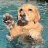 theoatmealpupper